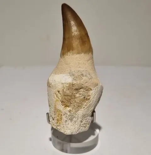 Mosasaurus - Tand - Op standaard - 75×34×28 mm