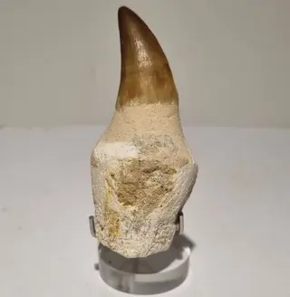 Mosasaurus - Tand - Op standaard - 75×34×28 mm