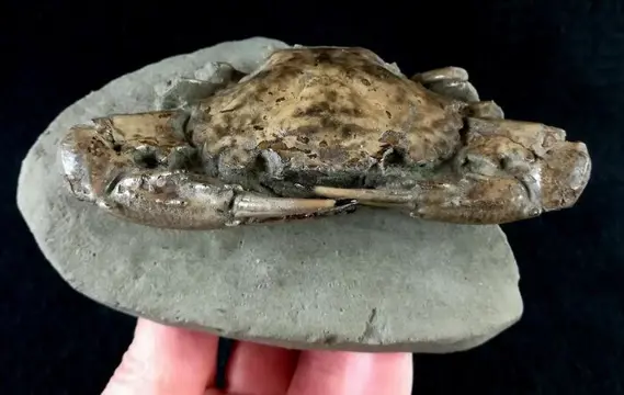 Uitstekende fossiele zeekrab!!! - Schaal en klauwen van