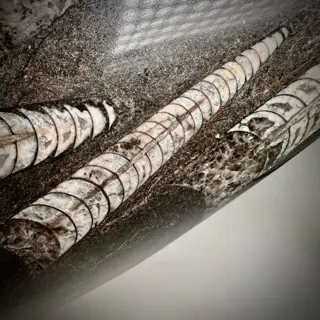 Schitterende decoratieve elegante fossiele plaat - Op matrix