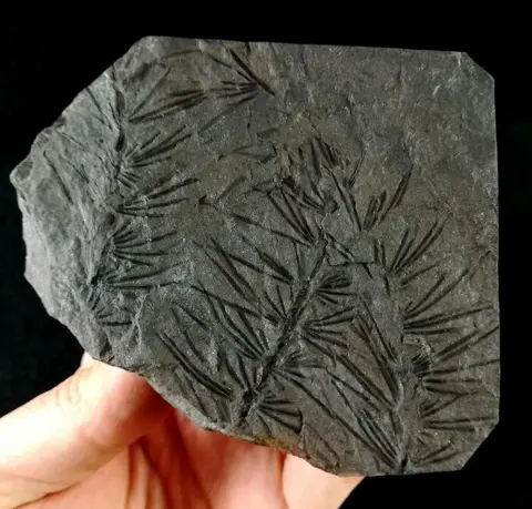 Fossiele plant met uitzonderlijk behoud!! - Paardenstaart