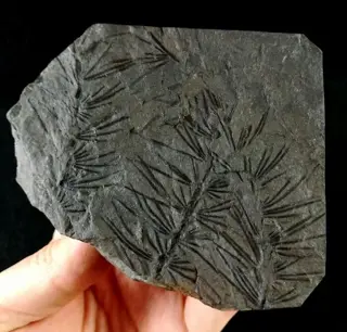 Fossiele plant met uitzonderlijk behoud!! - Paardenstaart