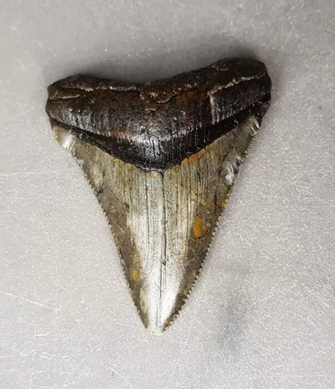 Chubutensis - Tand - Ancestor megalodon - 64×50×13 mm