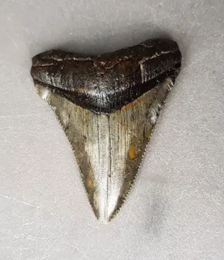 Chubutensis - Tand - Ancestor megalodon - 64×50×13 mm