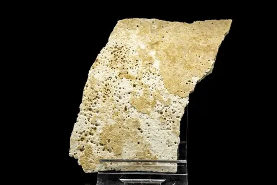 Olifantsvogel - Portie ei - Aepyornis maximus - 83×556×3 mm