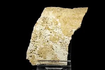 Olifantsvogel - Portie ei - Aepyornis maximus - 83×556×3 mm