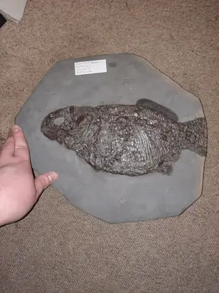 Op matrix - Wunderschöner Dapedium aus Holzmaden