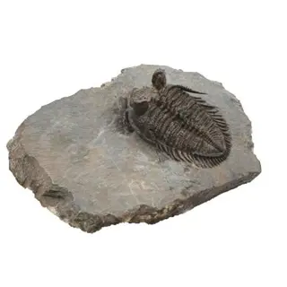 Doornige trilobiet - Schild - erbenochile erbeni (big eyes)