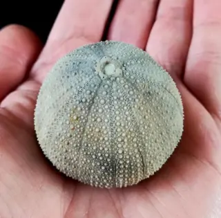 Indrukwekkende zee-egel!!! - Uitzonderlijk formaat bij deze