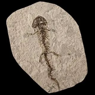 Aantrekkelijke krokodillensalamander - compleet skelet -