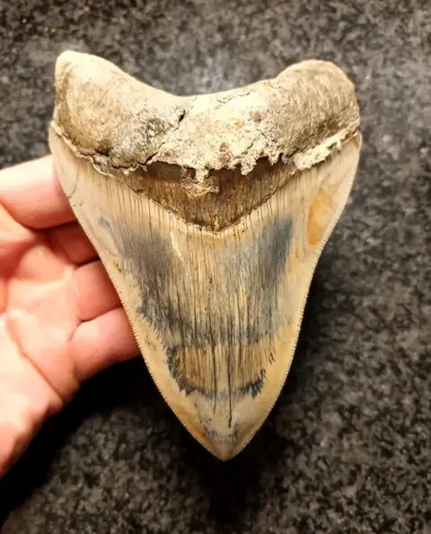 Megalodon - Tand - * Beautiful color * - 136×99×27 mm