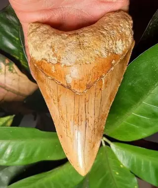 Megalodon - Tand - 132×85×29 mm