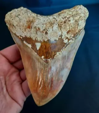 Megalodon - Tand - HUGE AND WIDE - 14.6×10.8×2.4 cm