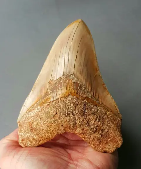 *Big* Megalodon - Tand - 140×104×27 mm