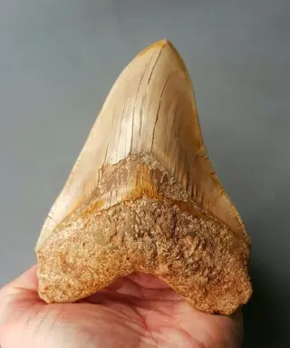 *Big* Megalodon - Tand - 140×104×27 mm