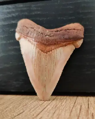 Chubutensis - Tand - Chubutensis - 60×46×9 mm