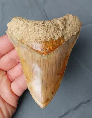 Megalodon - Tand - *nice* - 111×88×26 mm