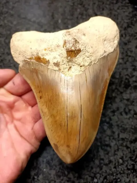 Megalodon - Tand - *Huge* - 140×105×33 mm