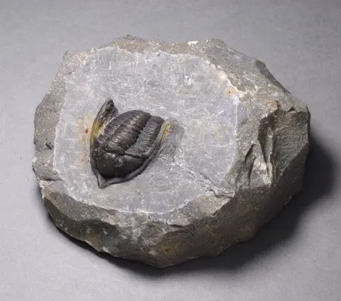 Uitstekende trilobiet - Cornuproetus (Diademaproetus) sp.