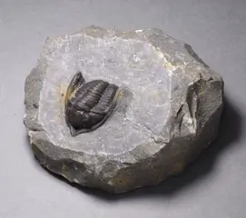 Uitstekende trilobiet - Cornuproetus (Diademaproetus) sp.