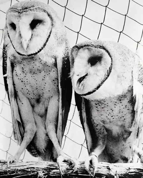 AP Wirephoto - "Alex" and "Athena" a pair of Barn Owls, 1974
