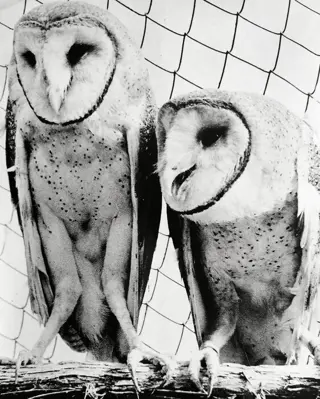 AP Wirephoto - "Alex" and "Athena" a pair of Barn Owls, 1974
