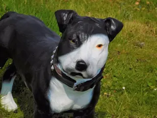 Pitbul ,hond , kado