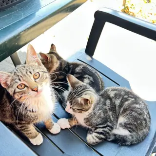 Jonge kittens te koop