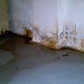 Last van vocht, schimmel, ongedierte en/of lekkage?