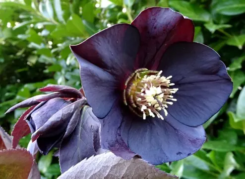 Helleborusdagen in de Noordoostpolder