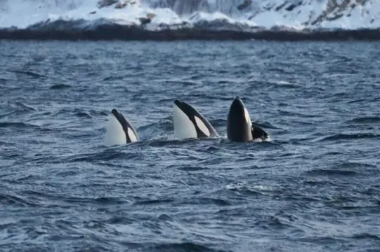 Wildlife en walvis safari, per catamaran MS Rygerdronningen
