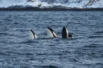 Wildlife en walvis safari, per catamaran MS Rygerdronningen