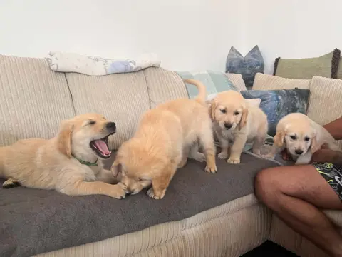 Golden Retriever pups