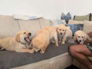 Golden Retriever pups