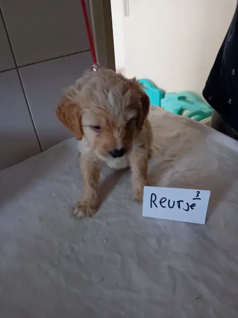 MOOIE LABRADOODLE PUPS