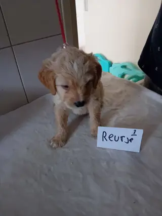 MOOIE LABRADOODLE PUPS
