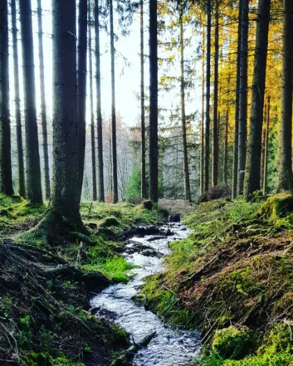 Zoekt u een rustige en voordelige camping plaats in de Eifel