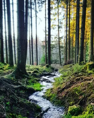 Zoekt u een rustige en voordelige camping plaats in de Eifel