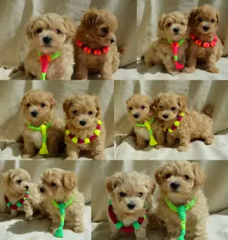 Lieve Maltipoo-puppy's, in huis opgegroeid