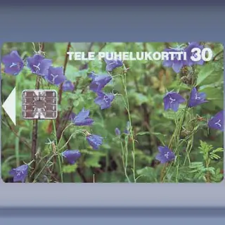 Peach-leaved Bellflowers (1995)
