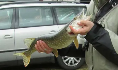 Set G 9 & set G14 van elk 2 Baars-Snoekspinners met streamer