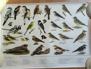 3 x Vogel posters