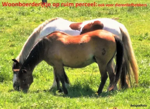 Woonboerderijtje, 2400 m2, dierenliefhebbers