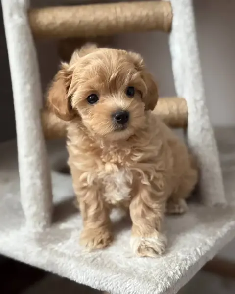 Lieve Maltipoo-puppy's, in huis opgegroeid