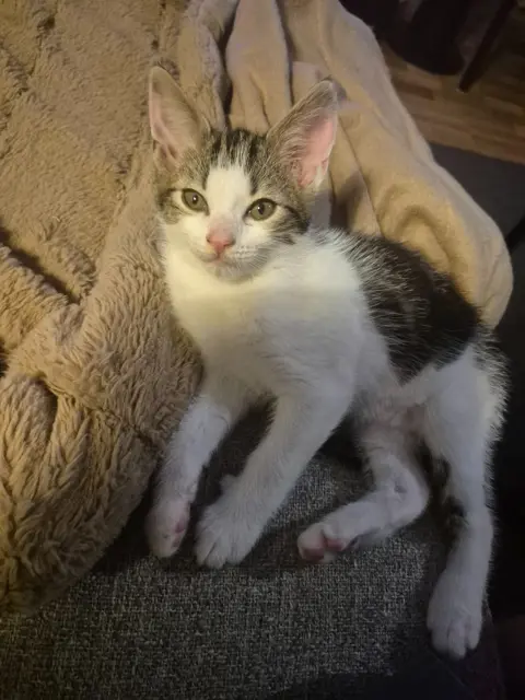 Kitten