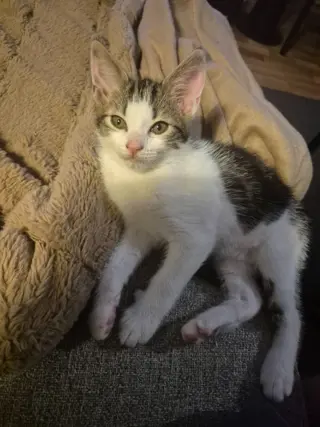 Kitten