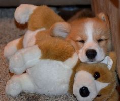 Schattige en getrainde Corgi-puppy's