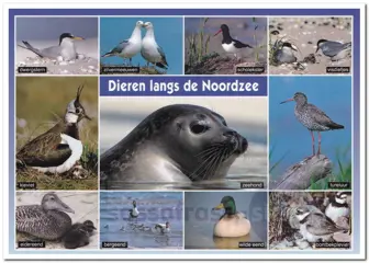 Ansichtkaart: Dieren langs de Noordzee