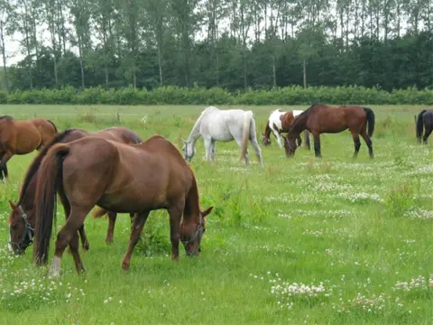 Luxe Paardenstalling