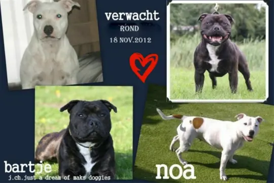 Engelse staffordshire bulterrier pups
